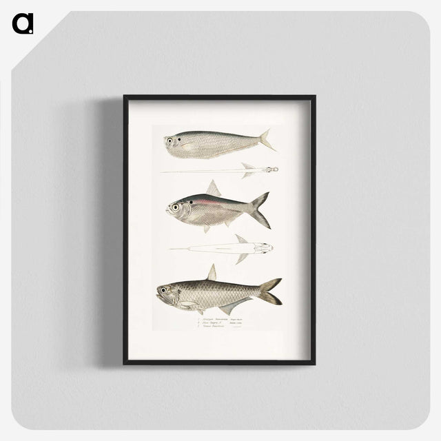 2-16_Indian-Zoology_blk