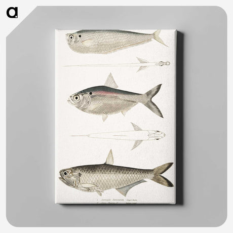 2-16_Indian-Zoology_canvas