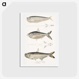 2-16_Indian-Zoology_hagaki