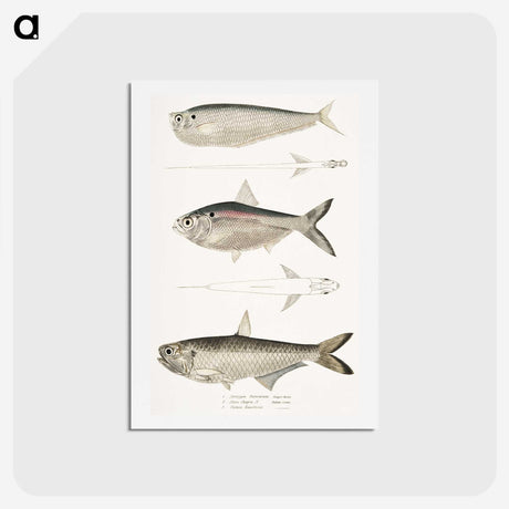 2-16_Indian-Zoology_hagaki