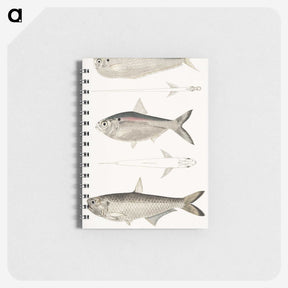2-16_Indian-Zoology_memo