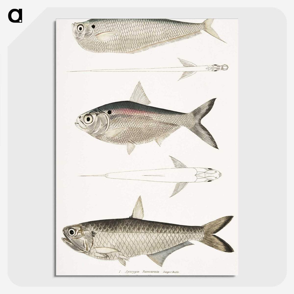 2-16_Indian-Zoology_picture-crop