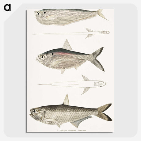 2-16_Indian-Zoology_picture-crop