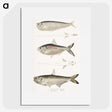 2-16_Indian-Zoology_picture