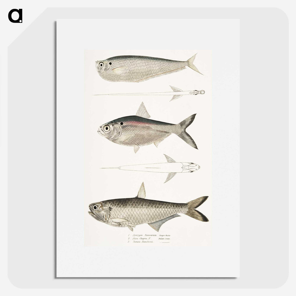2-16_Indian-Zoology_picture
