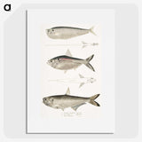 2-16_Indian-Zoology_picture