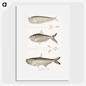 2-16_Indian-Zoology_picture