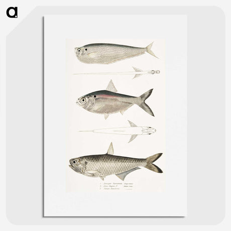2-16_Indian-Zoology_picture