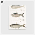 2-16_Indian-Zoology_postcard