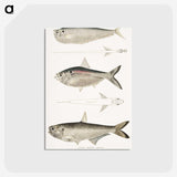 2-16_Indian-Zoology_postcard