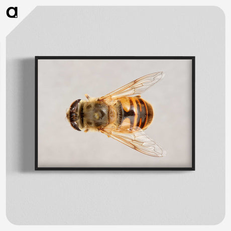 2-16_Insects-Unlocked-Project_blk-crop