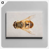 2-16_Insects-Unlocked-Project_canvas