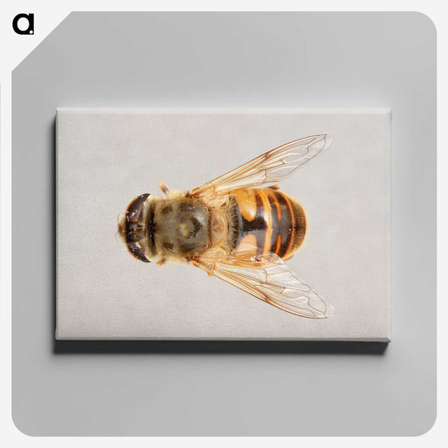 2-16_Insects-Unlocked-Project_canvas