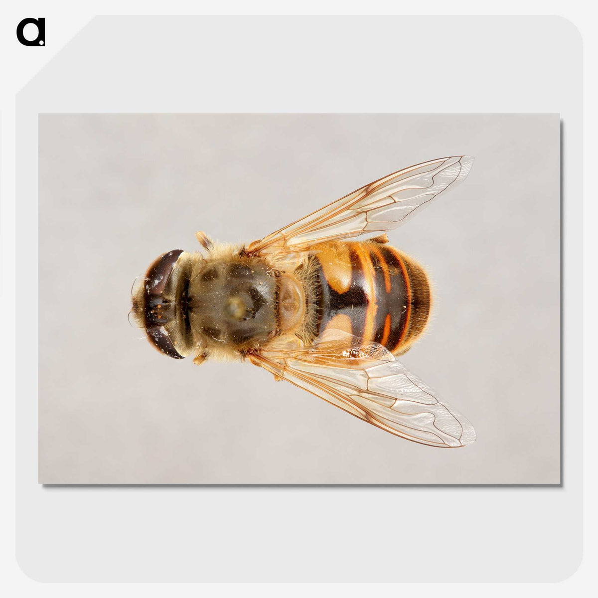 2-16_Insects-Unlocked-Project_picture-crop
