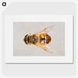 2-16_Insects-Unlocked-Project_picture