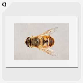 2-16_Insects-Unlocked-Project_picture