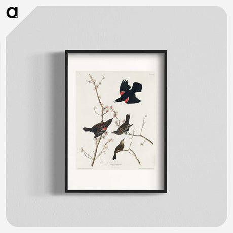 2-16_John-James-Audubon_blk