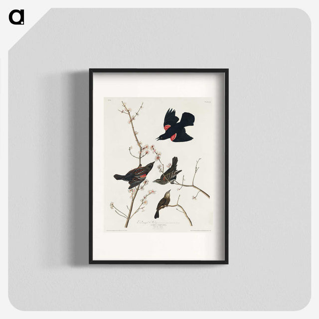 2-16_John-James-Audubon_blk