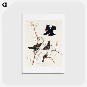 アートポストカード-Red Winged Starling
 - ジョン ジェームス オーデュボン Postcard.