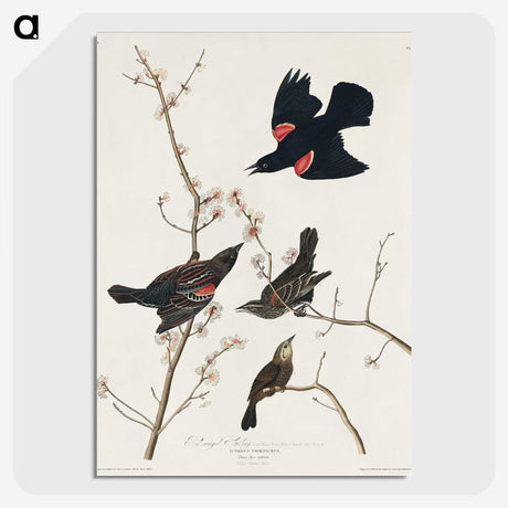 2-16_John-James-Audubon_picture-crop