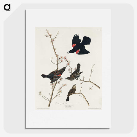 2-16_John-James-Audubon_picture