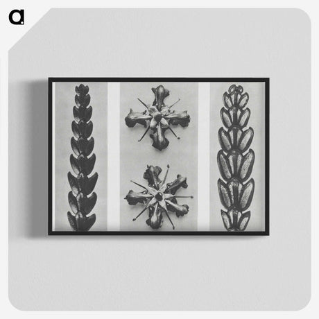 2-16_Karl-Blossfeldt_blk-crop