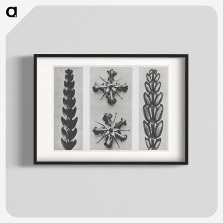 2-16_Karl-Blossfeldt_blk