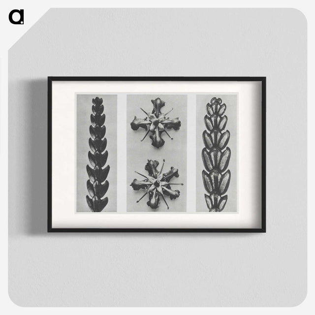 2-16_Karl-Blossfeldt_blk
