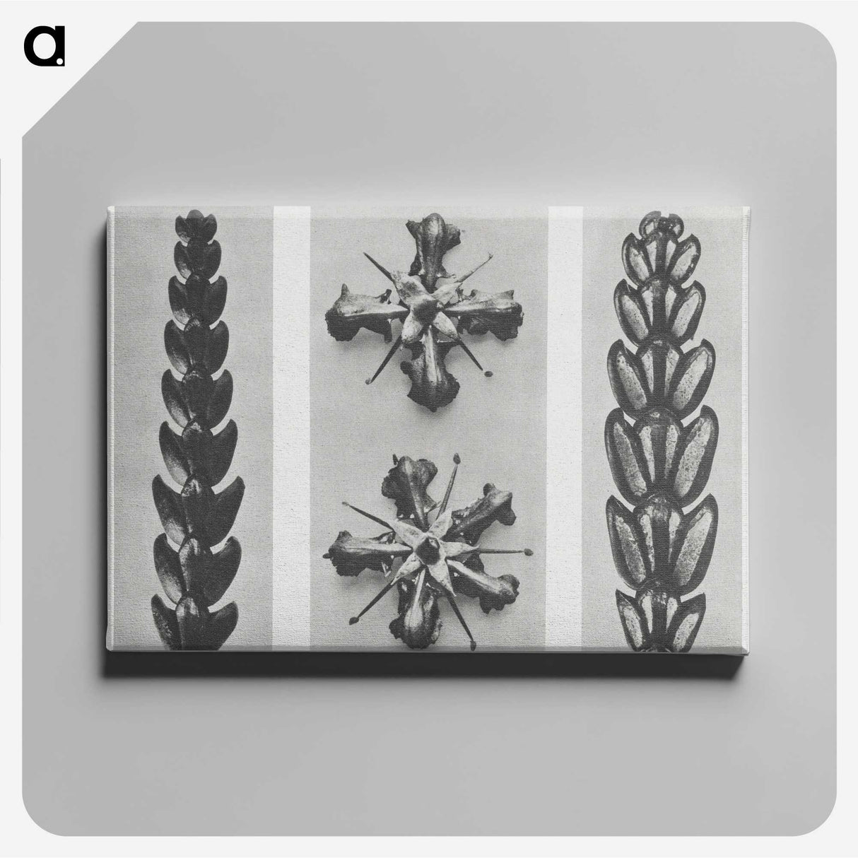 2-16_Karl-Blossfeldt_canvas