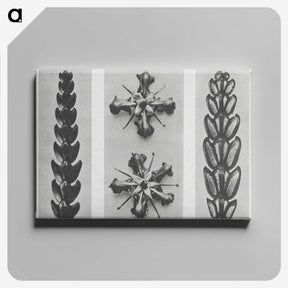 2-16_Karl-Blossfeldt_canvas