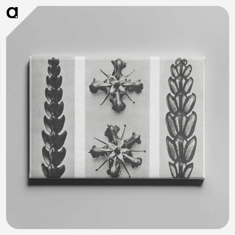 2-16_Karl-Blossfeldt_canvas