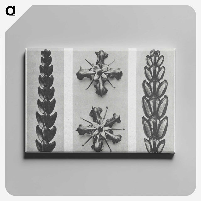 2-16_Karl-Blossfeldt_canvas