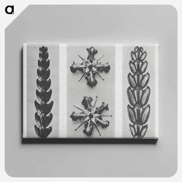 Thujopsis dolabrata enlarged 10 times, Ruta graveolens enlarged 8 times, and Thujopsis Dolabrata enlarged 10 times from Urformen der Kunst by - カール ブロスフェルト Canvas.