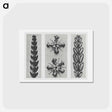 アートポストカード-Thujopsis dolabrata enlarged 10 times, Ruta graveolens enlarged 8 times, and Thujopsis Dolabrata enlarged 10 times from Urformen der Kunst by - カール ブロスフェルト Postcard.
