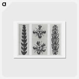 アートポストカード-Thujopsis dolabrata enlarged 10 times, Ruta graveolens enlarged 8 times, and Thujopsis Dolabrata enlarged 10 times from Urformen der Kunst by - カール ブロスフェルト Postcard.