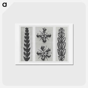 アートポストカード-Thujopsis dolabrata enlarged 10 times, Ruta graveolens enlarged 8 times, and Thujopsis Dolabrata enlarged 10 times from Urformen der Kunst by - カール ブロスフェルト Postcard.