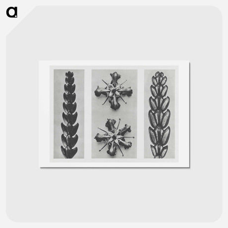 アートポストカード-Thujopsis dolabrata enlarged 10 times, Ruta graveolens enlarged 8 times, and Thujopsis Dolabrata enlarged 10 times from Urformen der Kunst by - カール ブロスフェルト Postcard.