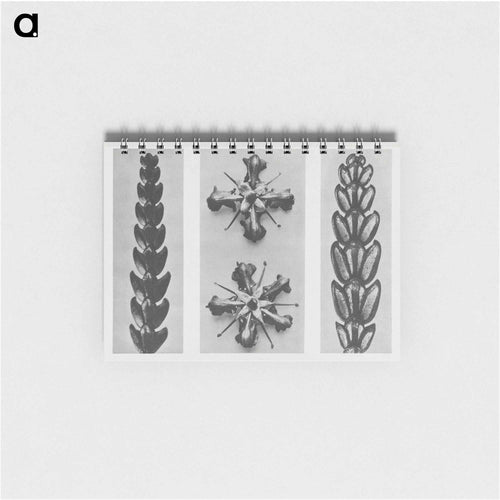 Thujopsis dolabrata enlarged 10 times, Ruta graveolens enlarged 8 times, and Thujopsis Dolabrata enlarged 10 times from Urformen der Kunst by - Karl Blossfeldt Memo.