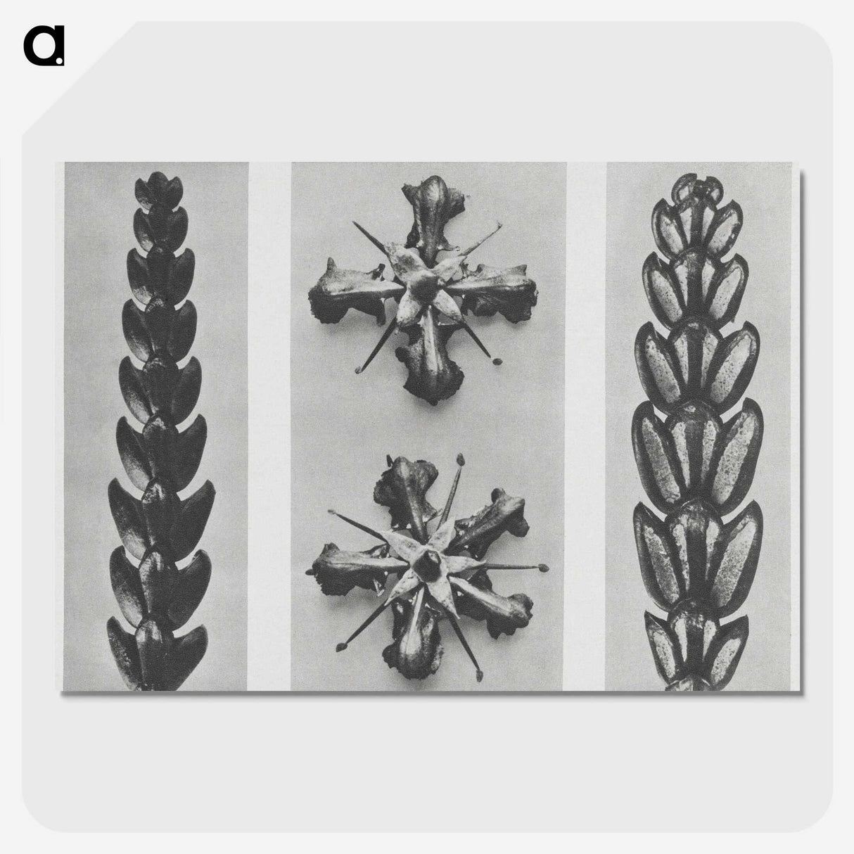 2-16_Karl-Blossfeldt_picture-crop