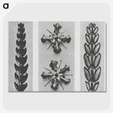 2-16_Karl-Blossfeldt_picture-crop