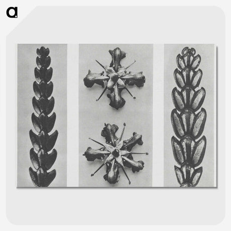 2-16_Karl-Blossfeldt_picture-crop