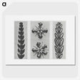 2-16_Karl-Blossfeldt_picture