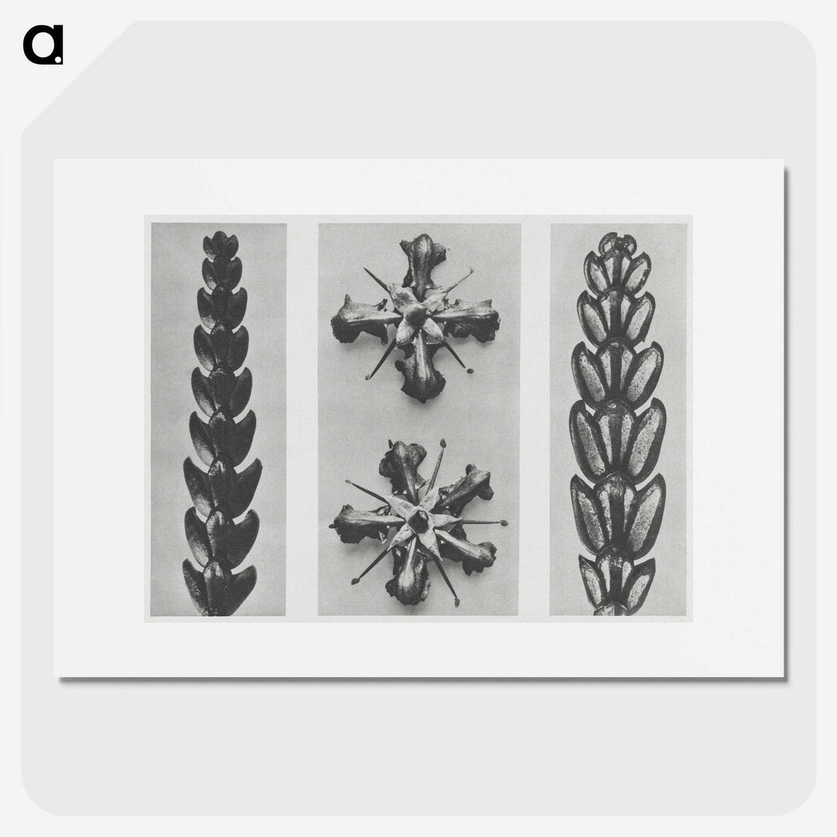 2-16_Karl-Blossfeldt_picture