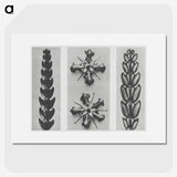 2-16_Karl-Blossfeldt_picture