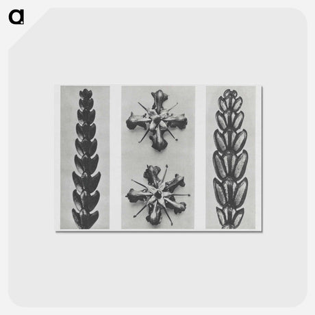 アートポストカード-Thujopsis dolabrata enlarged 10 times, Ruta graveolens enlarged 8 times, and Thujopsis Dolabrata enlarged 10 times from Urformen der Kunst by - カール ブロスフェルト Postcard.