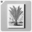2-16_Les-Palmiers-Histoire-Iconographique_canvas