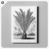 2-16_Les-Palmiers-Histoire-Iconographique_canvas