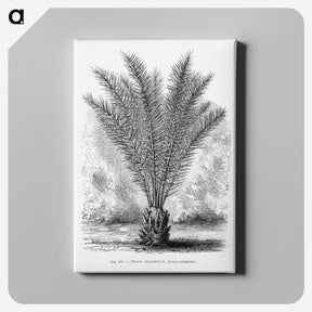 2-16_Les-Palmiers-Histoire-Iconographique_canvas