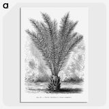 2-16_Les-Palmiers-Histoire-Iconographique_picture-crop