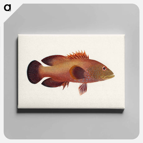 アートパネル-Fish
 - ルイージ バルガーニ Canvas.